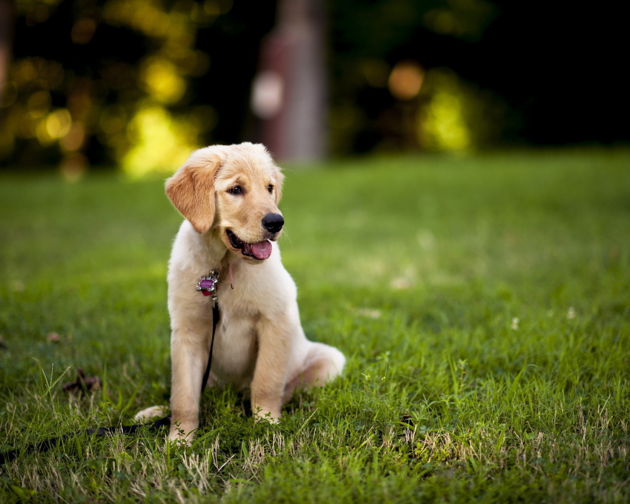 Щенок с поводком