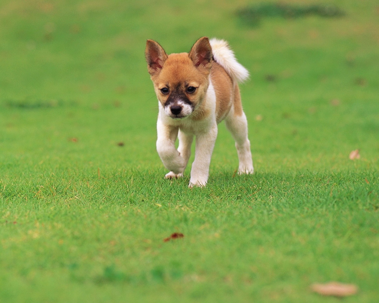 Щенок бежит по траве