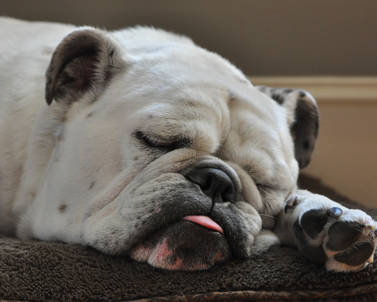 Спящий бульдог