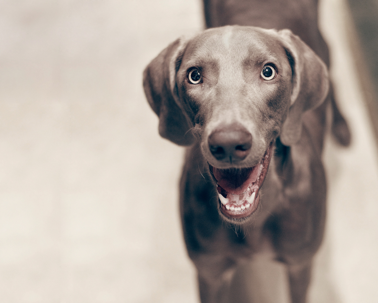 Улыбка собаки