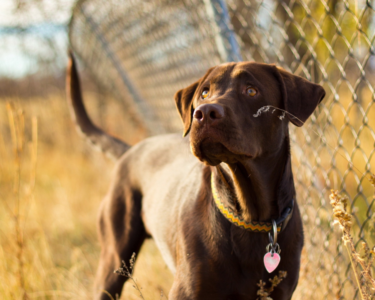 Собака у забора