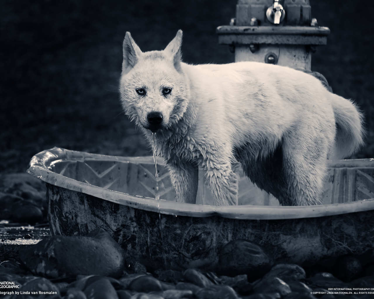 Собака в ванне