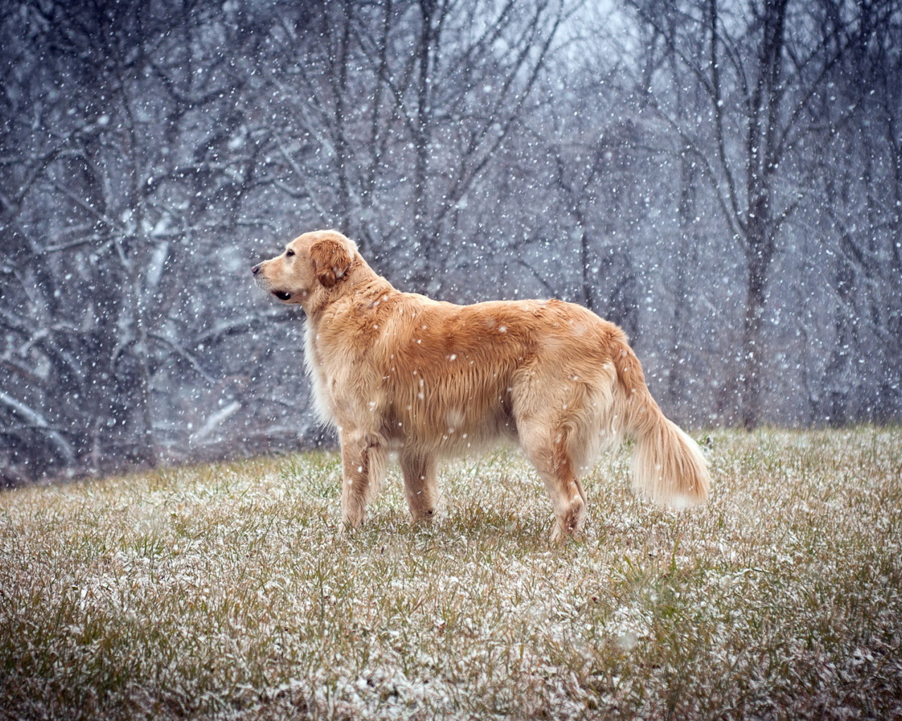 Собака на поле