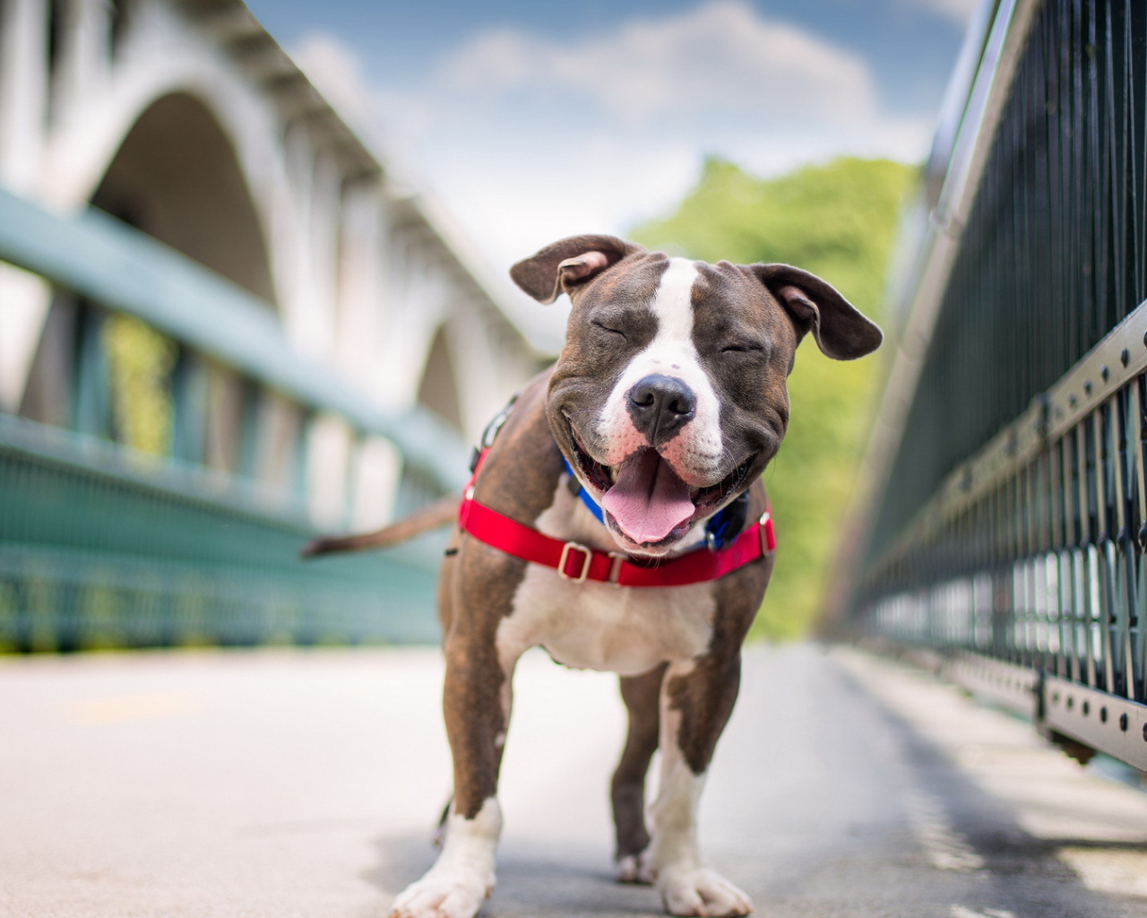 Собака улыбается