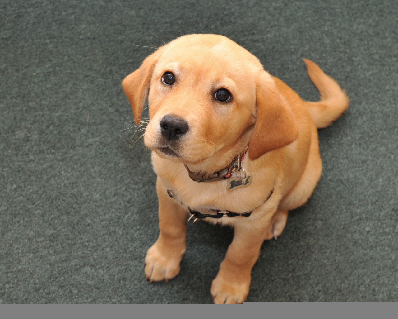 Взгляд преданной собаки