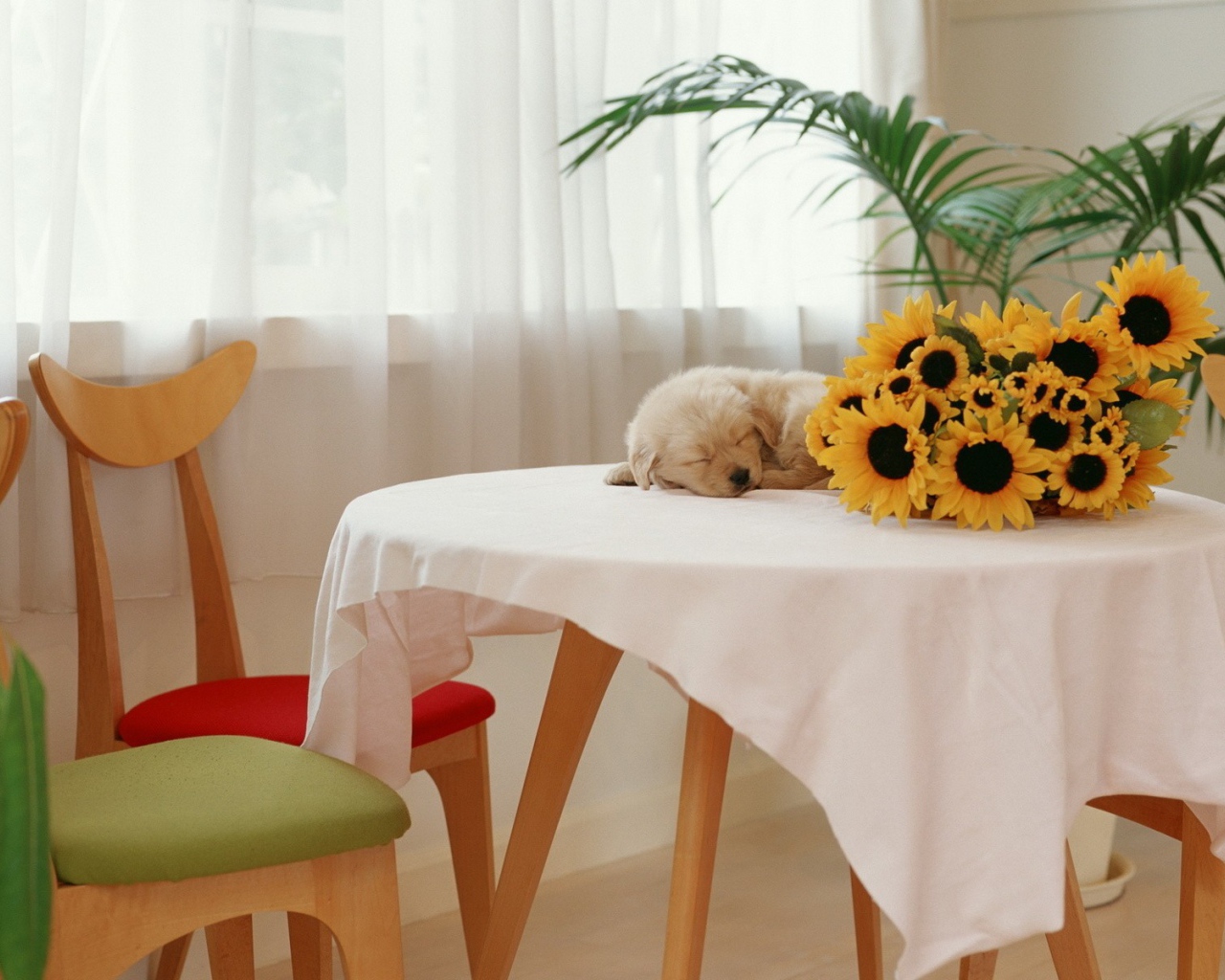 Щенок спит на столе