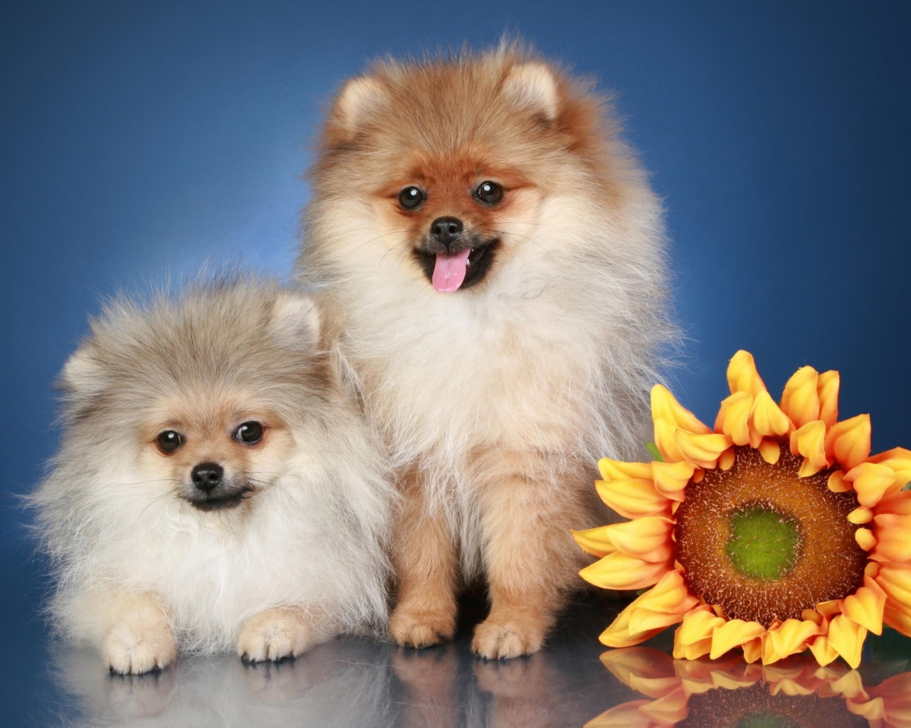 Две пушистые собаки