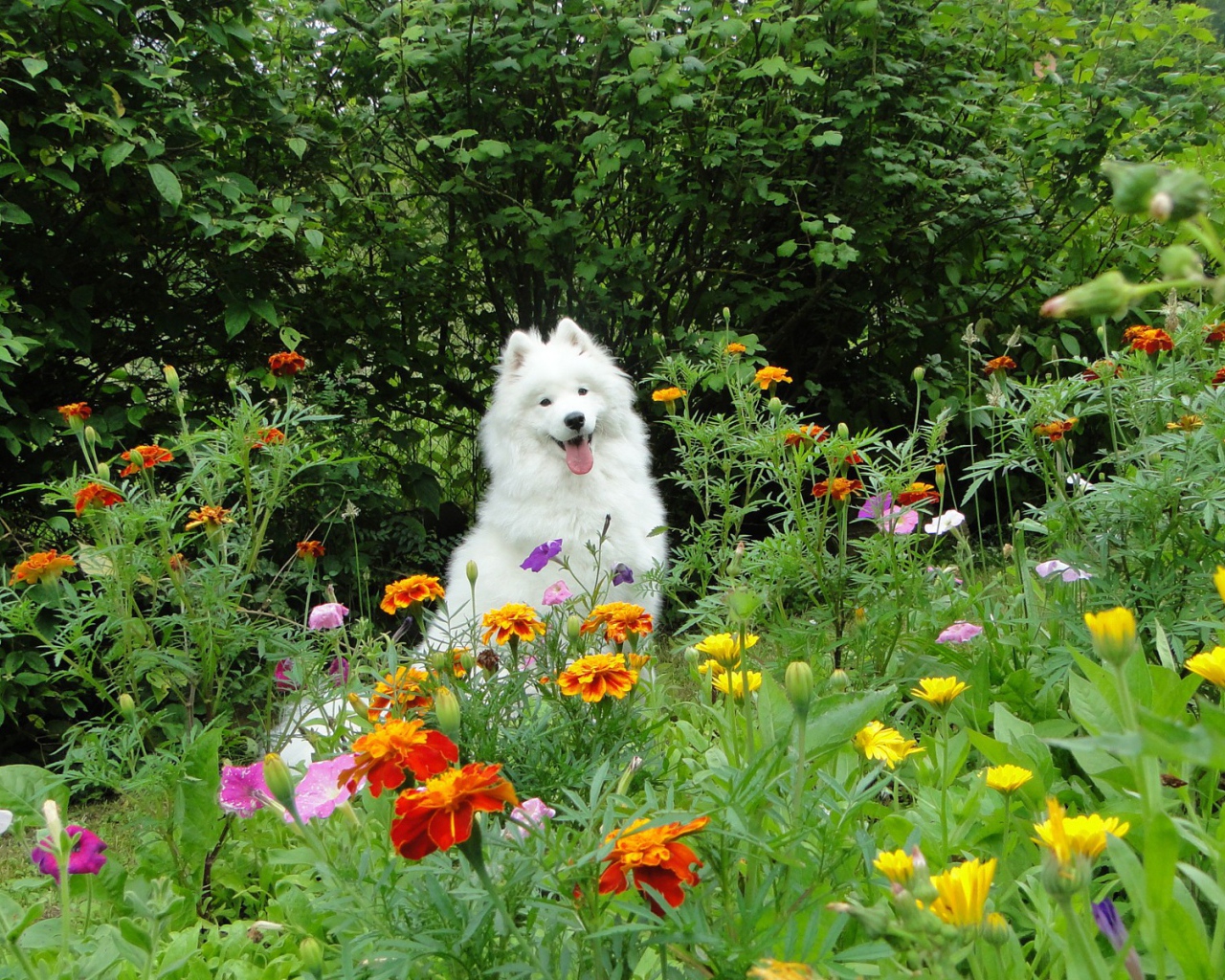 Белая собака бежит по цветкам