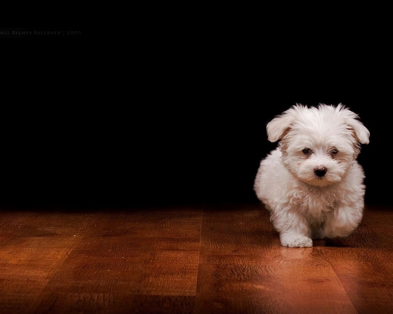 Белый пушистый щенок на полу