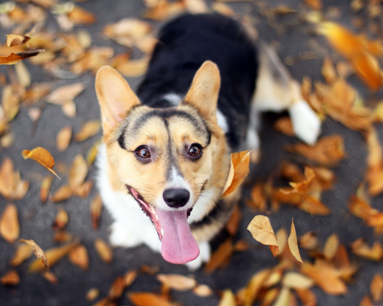 Вельш-корги на осенней листве