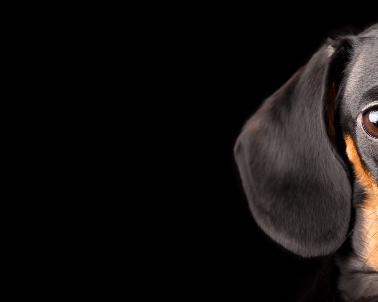 Выразительный взгляд таксы