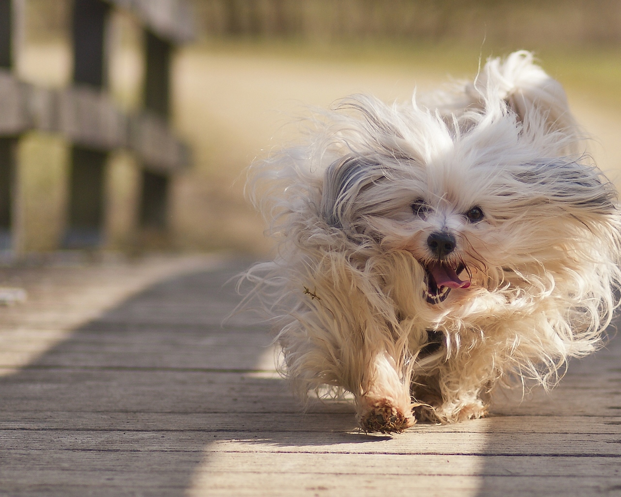   собака Гаванский бишон