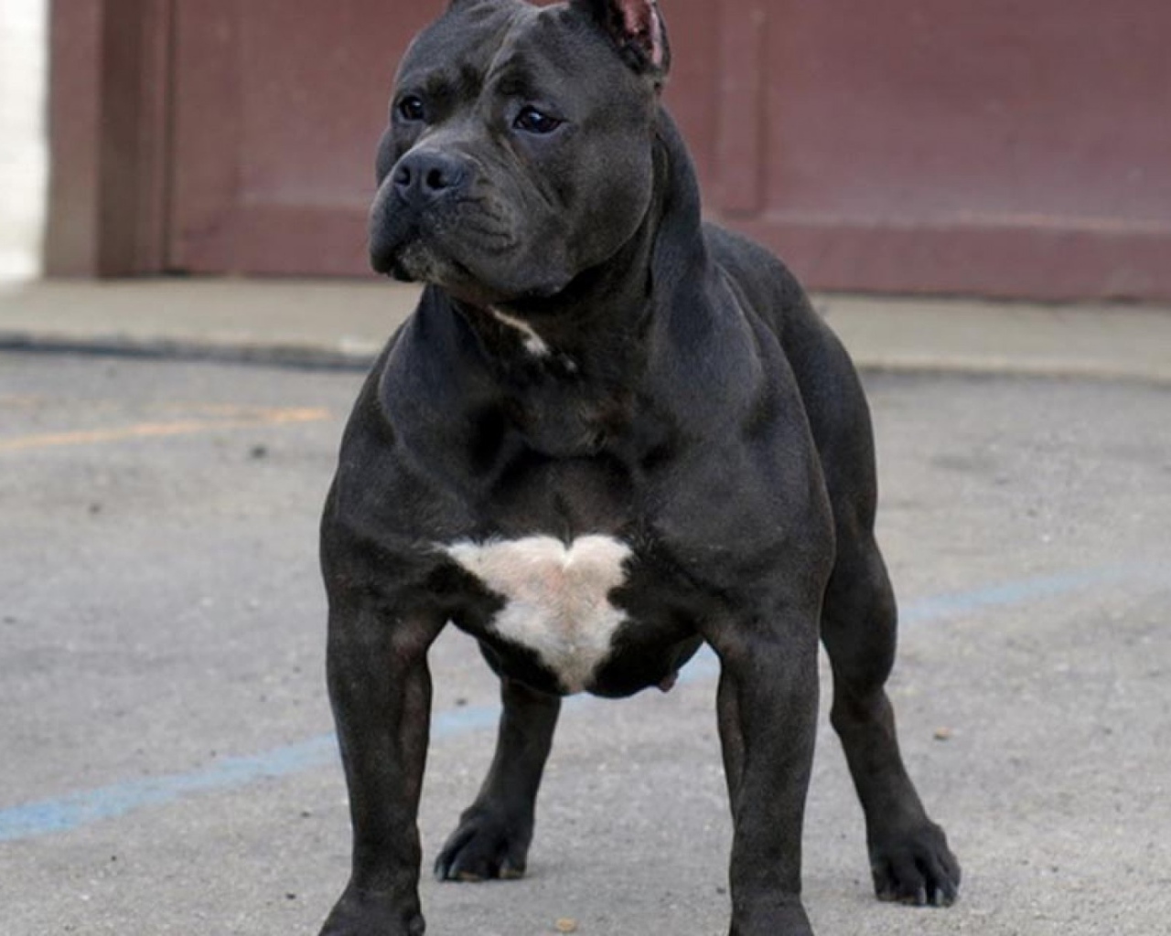Черный питбуль