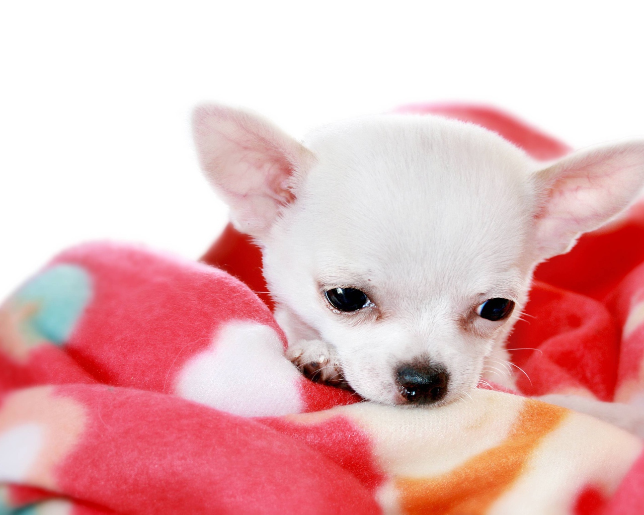 Маленькая чихуахуа на пледе