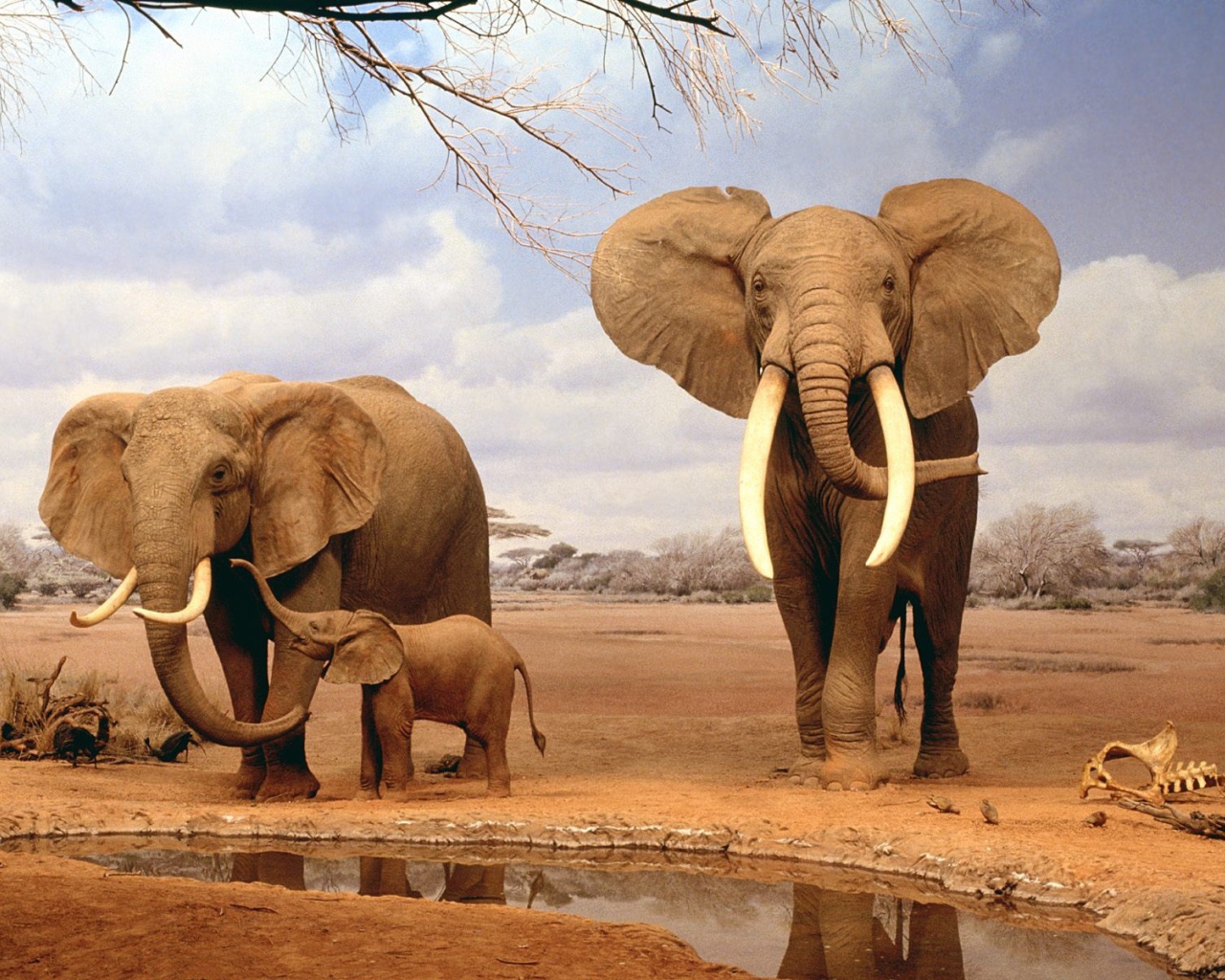 Слоны на водопое