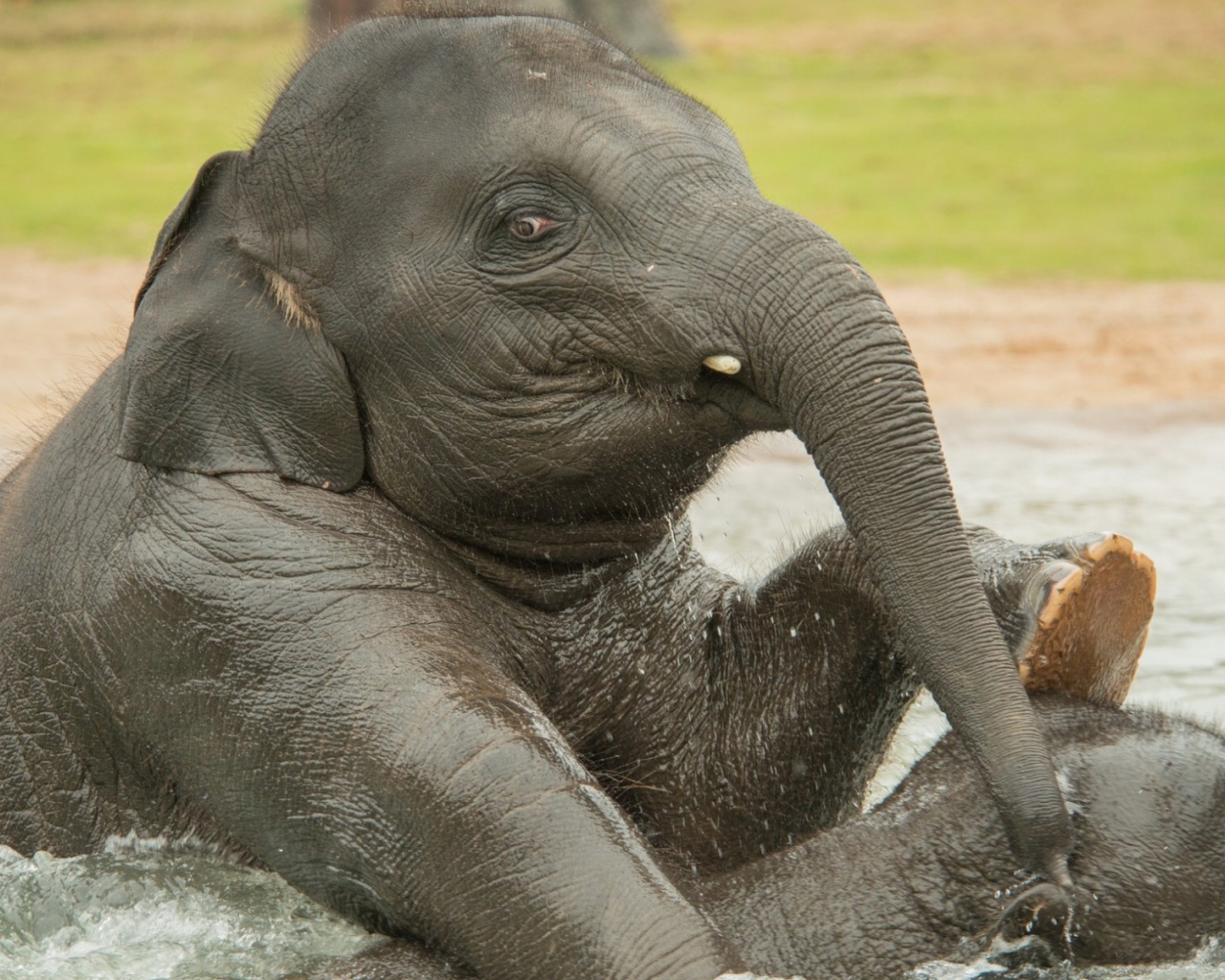 Слон купается в воде