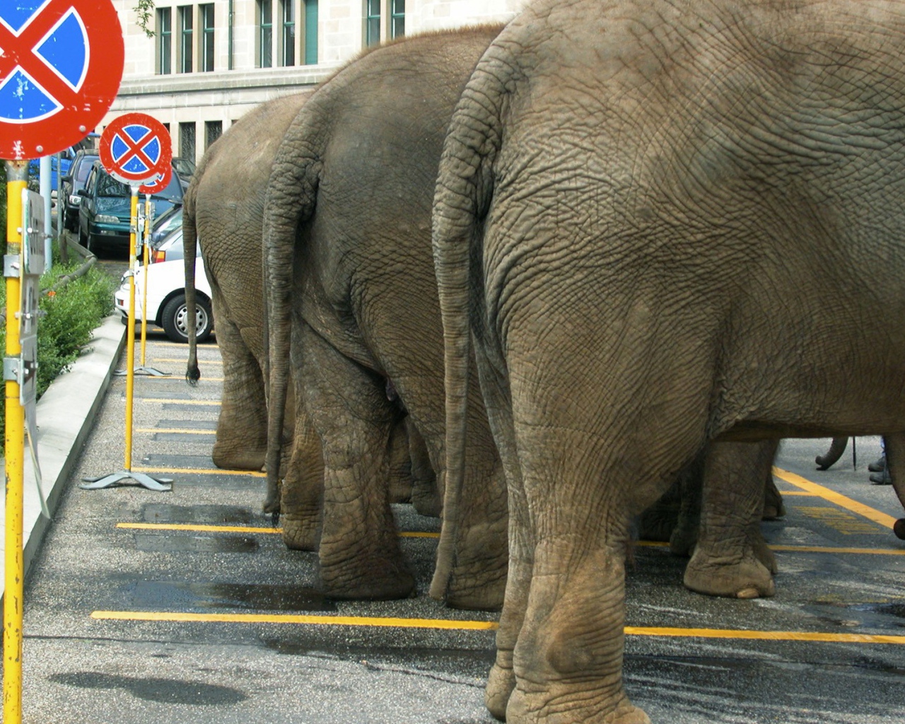 Слоны на парковке