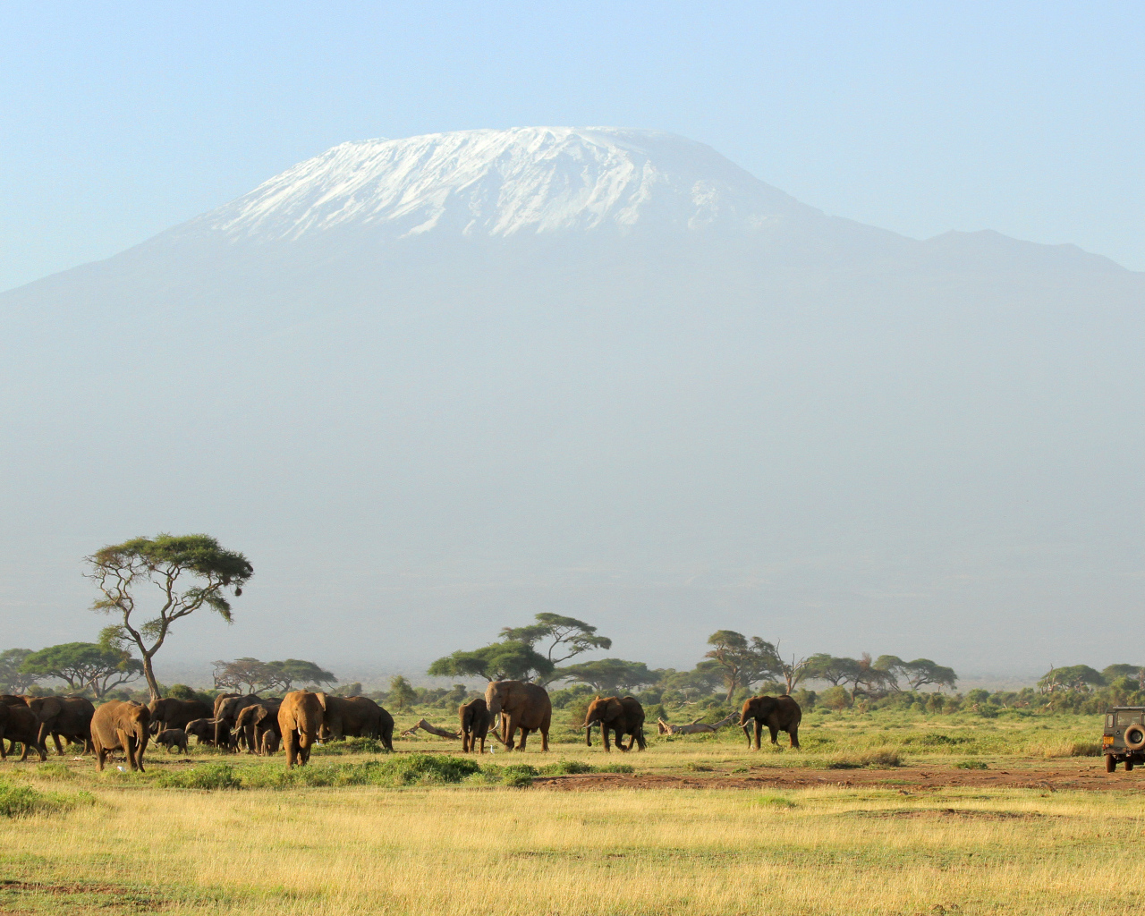 Слоны в красивой природе
