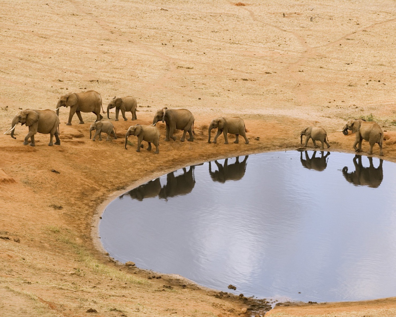 Стадо африканских слонов