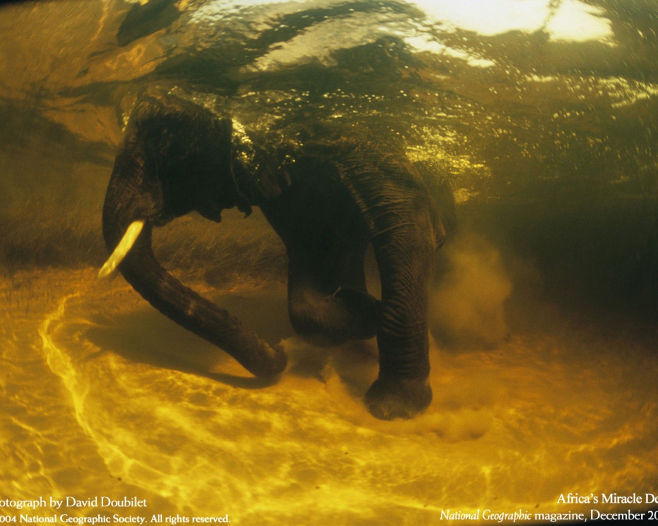 Африканский слон под водой