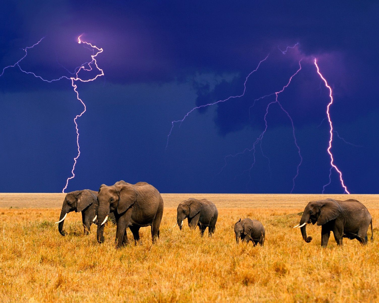 Слоны и надвигающаяся гроза