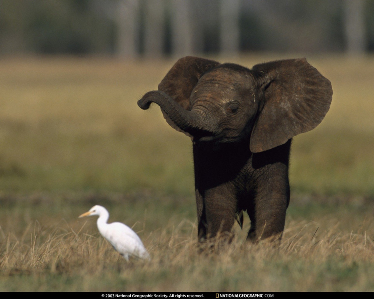 Слоненок и птица