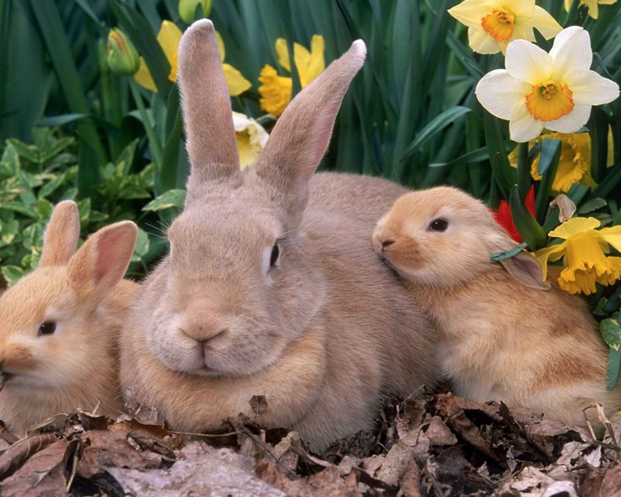 Крольчиха с крольчатами