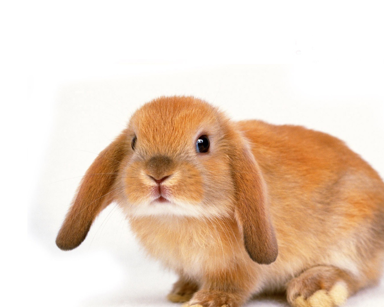 Вислоухий рыжий кролик