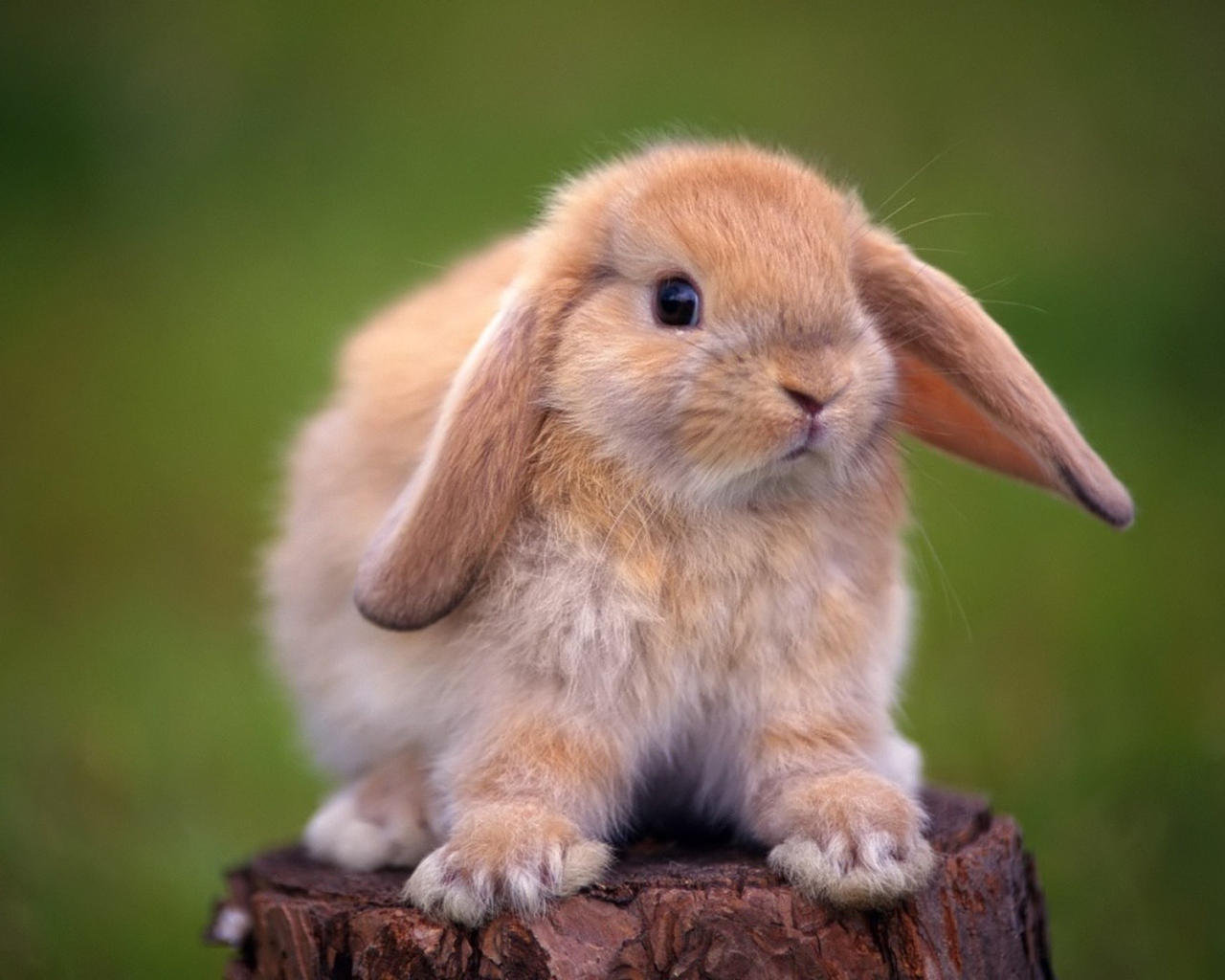 Кролик на пеньке