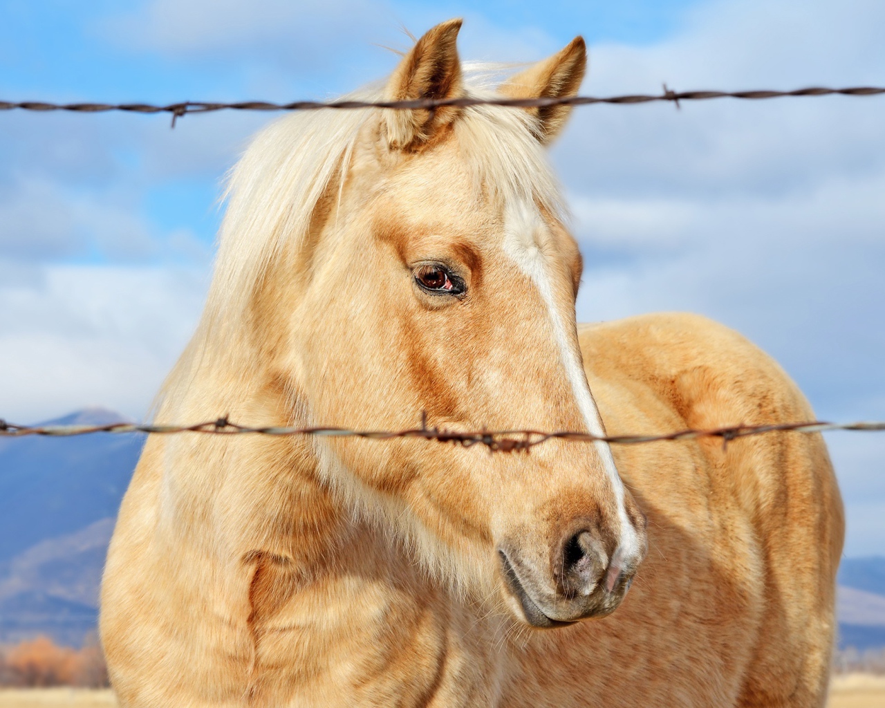 Лучшая лошадь