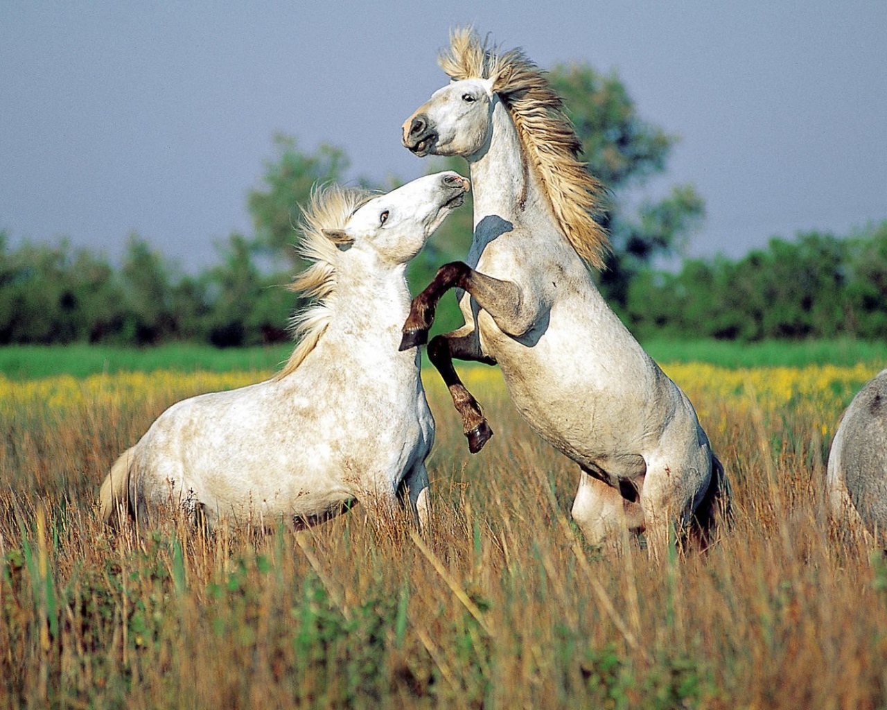 Драка лошадей