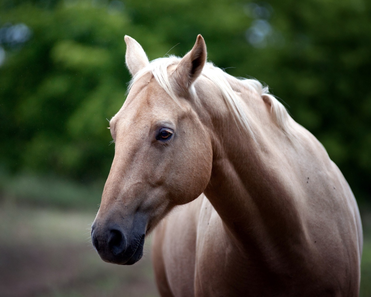 Голова белой лошади