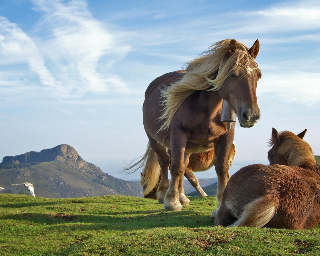 Лошади на холме