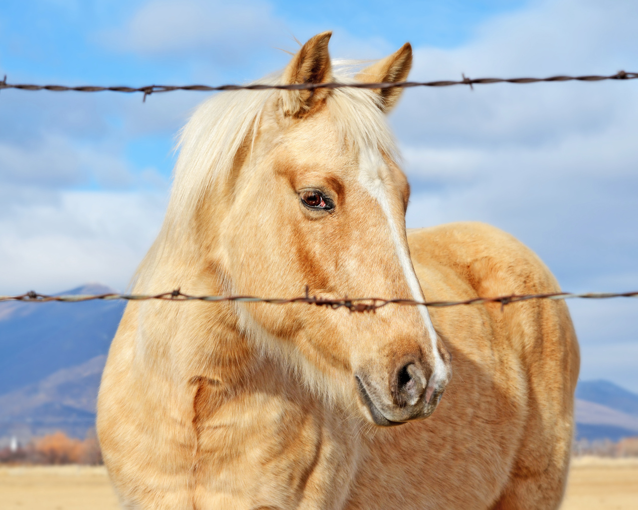 Лошадь за колючей проволокой