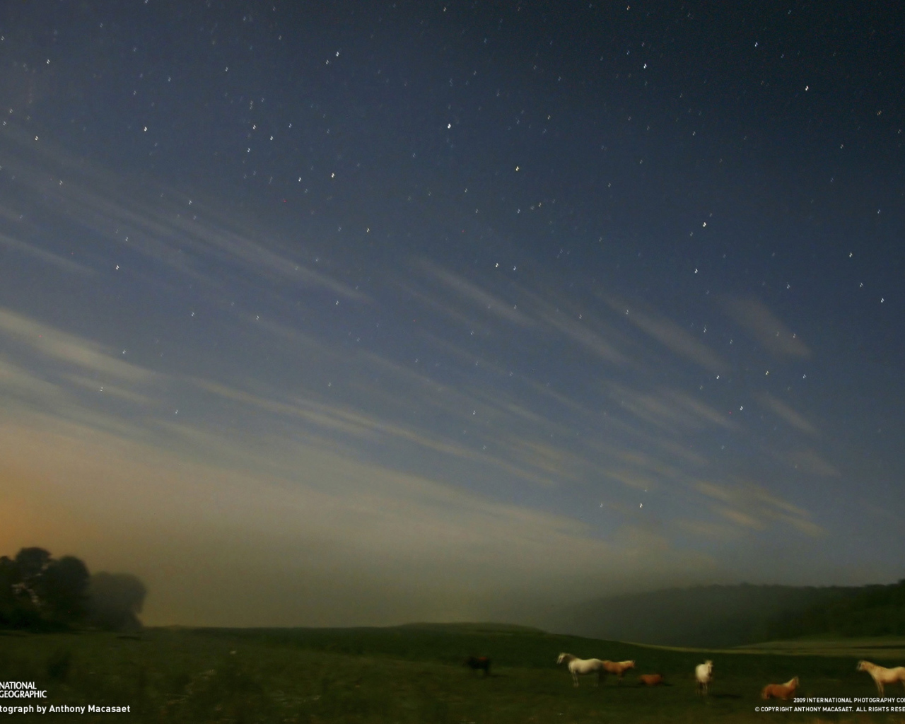 Лошади под звездным небом