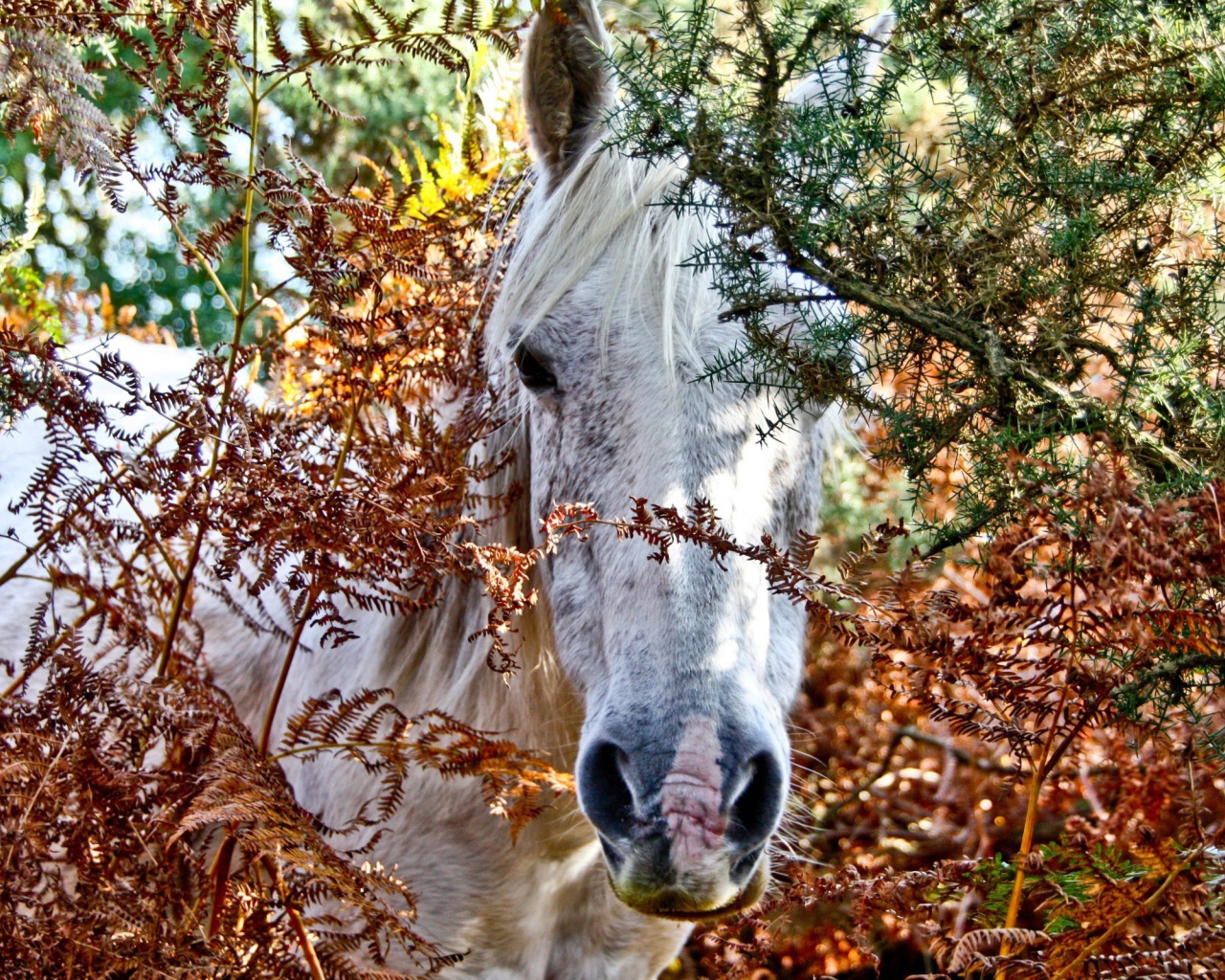 Морда белой лошади