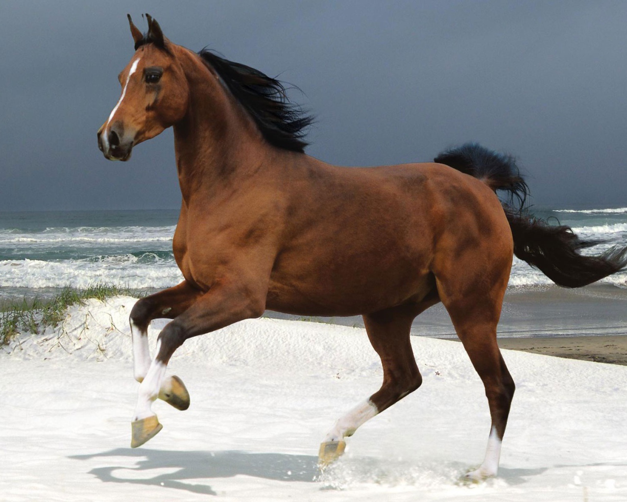 Лошадь на пляже