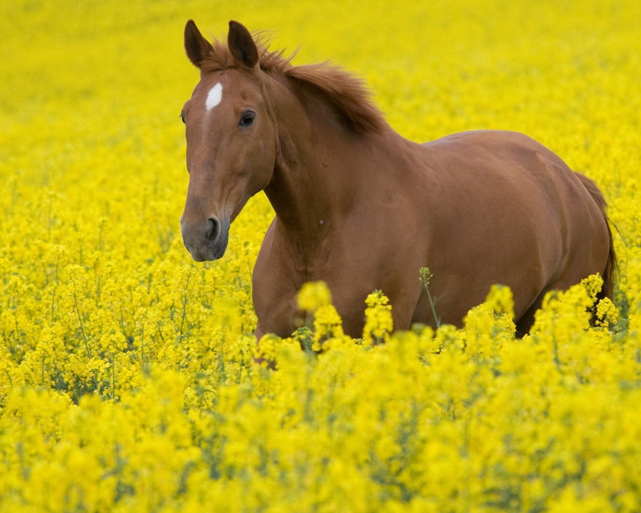 Лошадь в желтых цветах