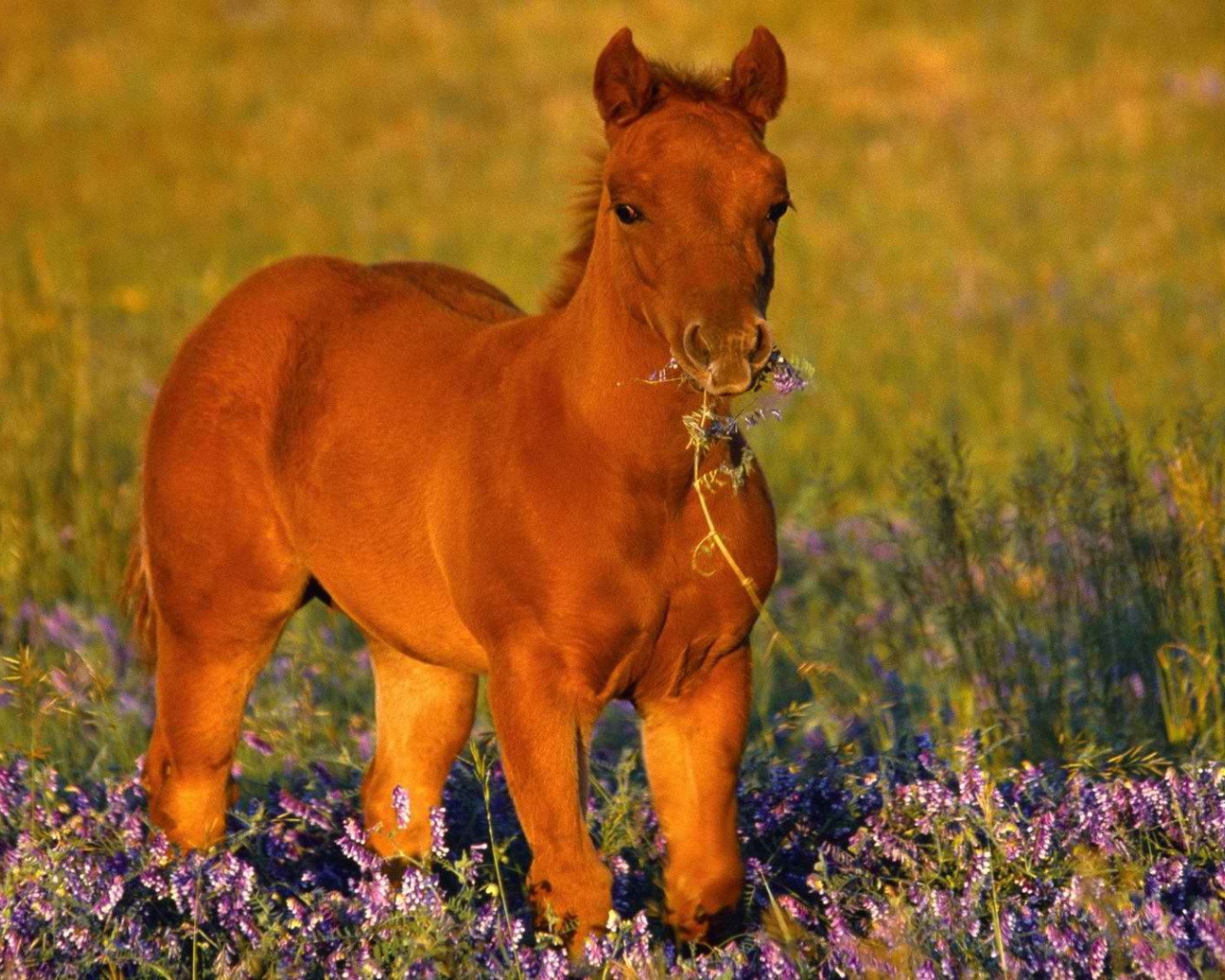 Лошадь с цветком