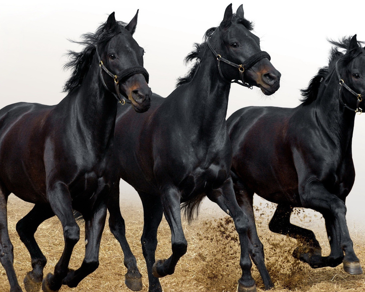 Три черных коня