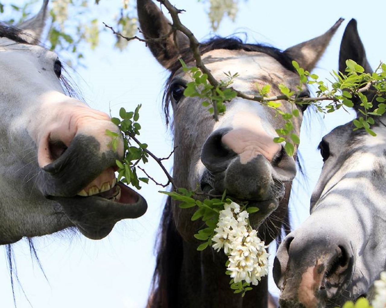 Тройка лошадей