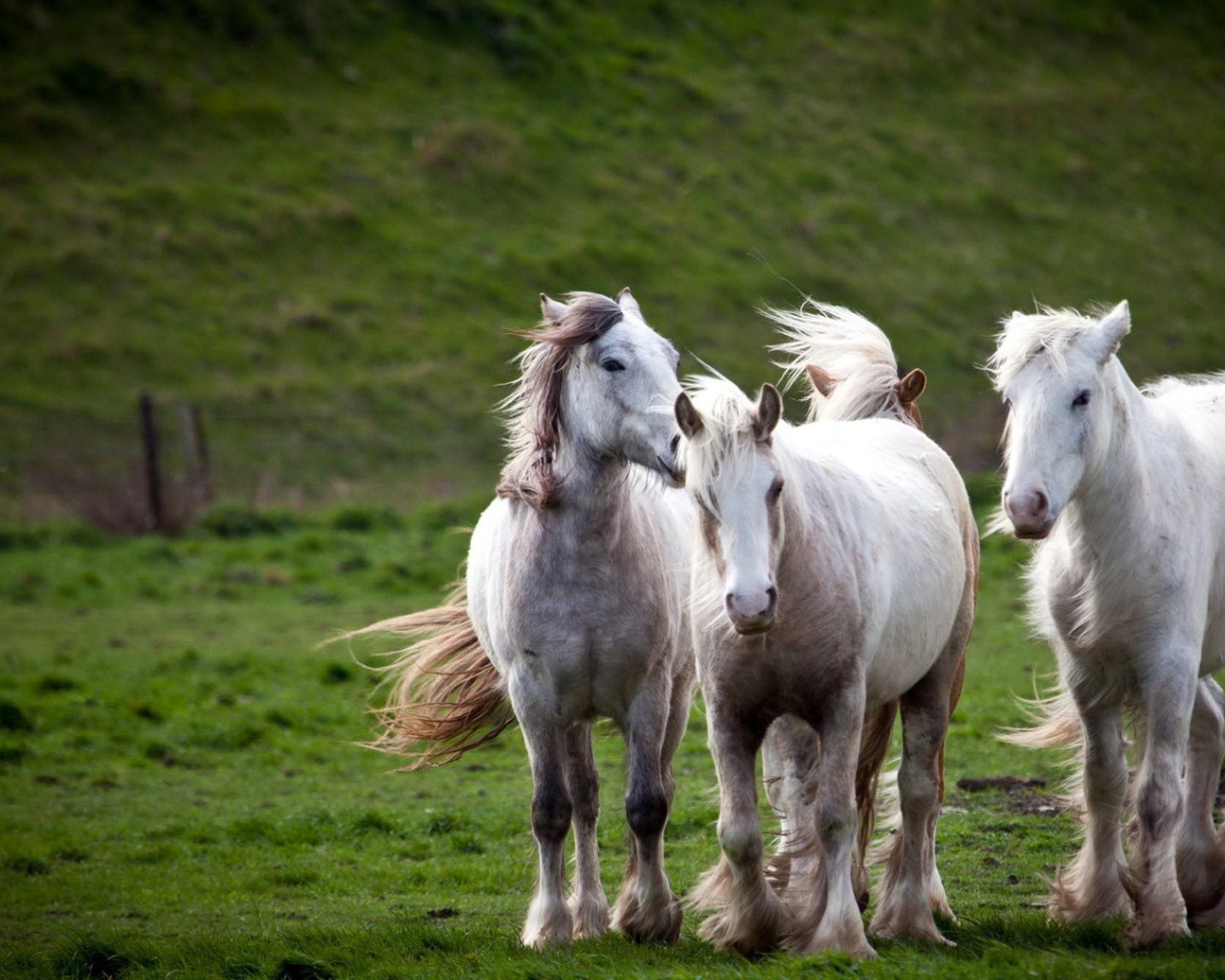 Тройка белых лошадей