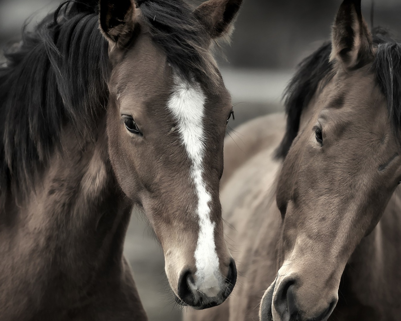 Два роскошных коня