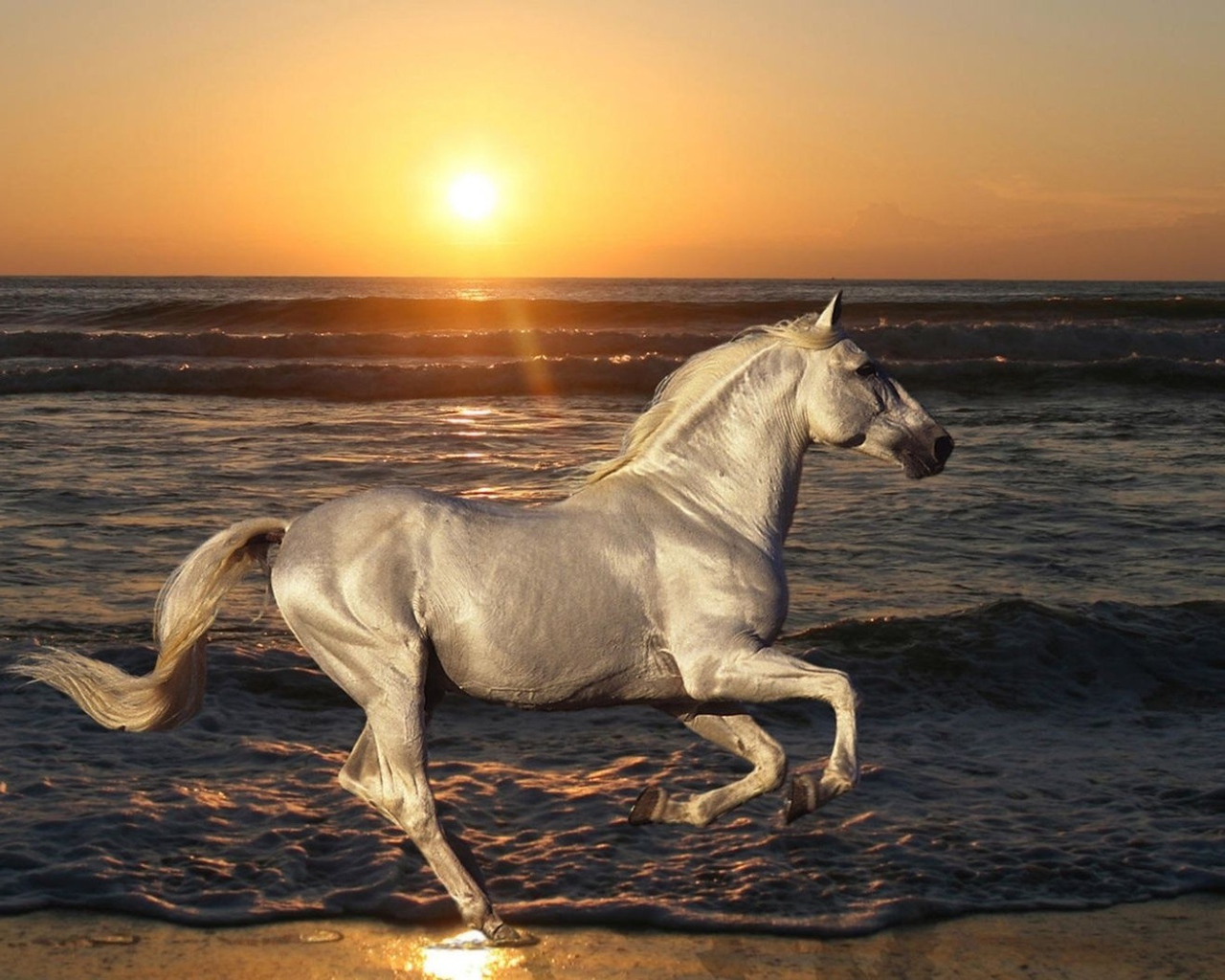 Белая лошадь на пляже