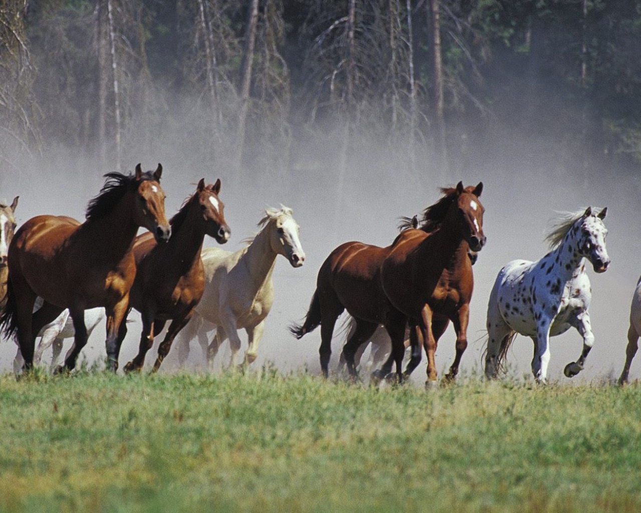 Табун лошадей