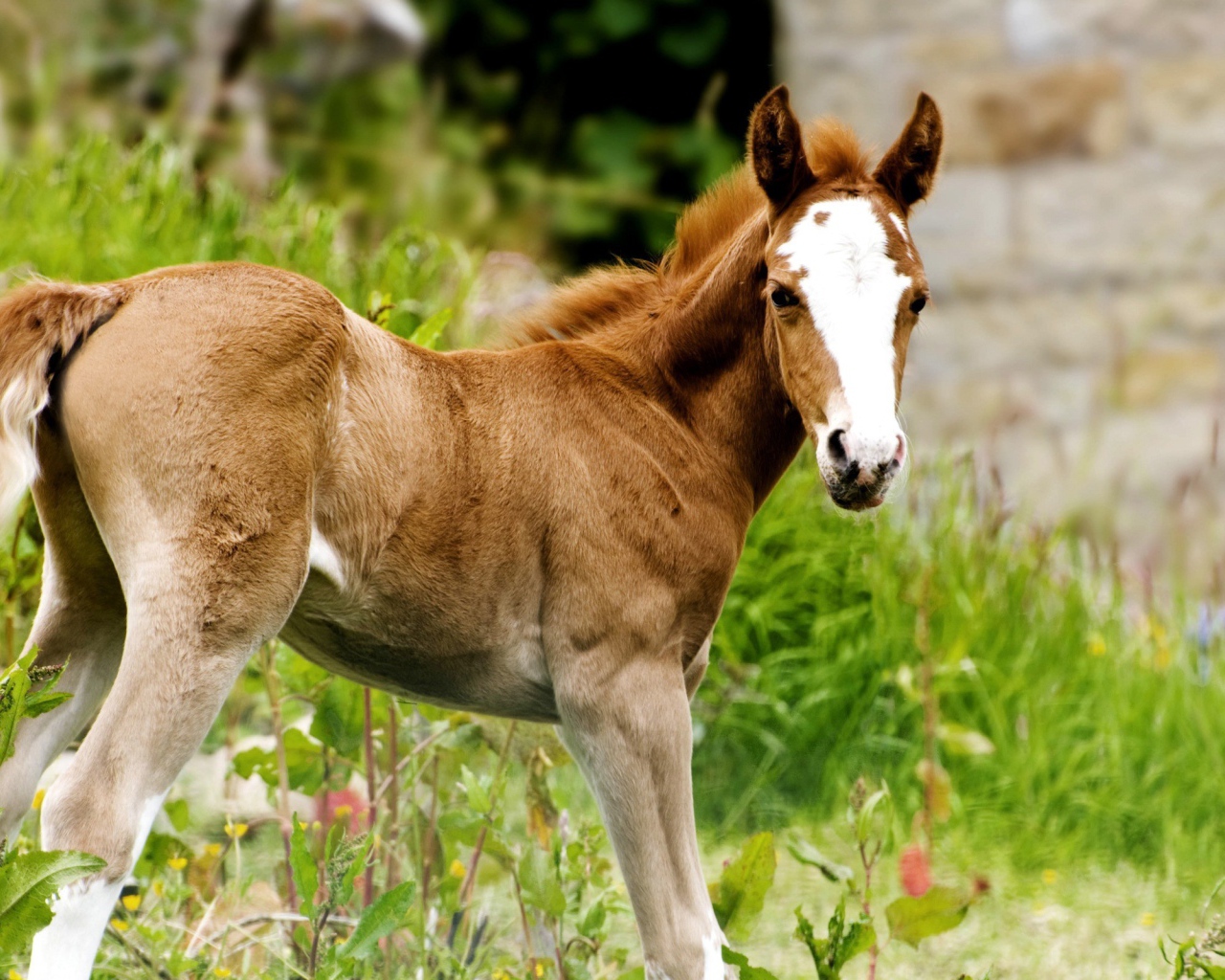 Жеребенок с белым лбом