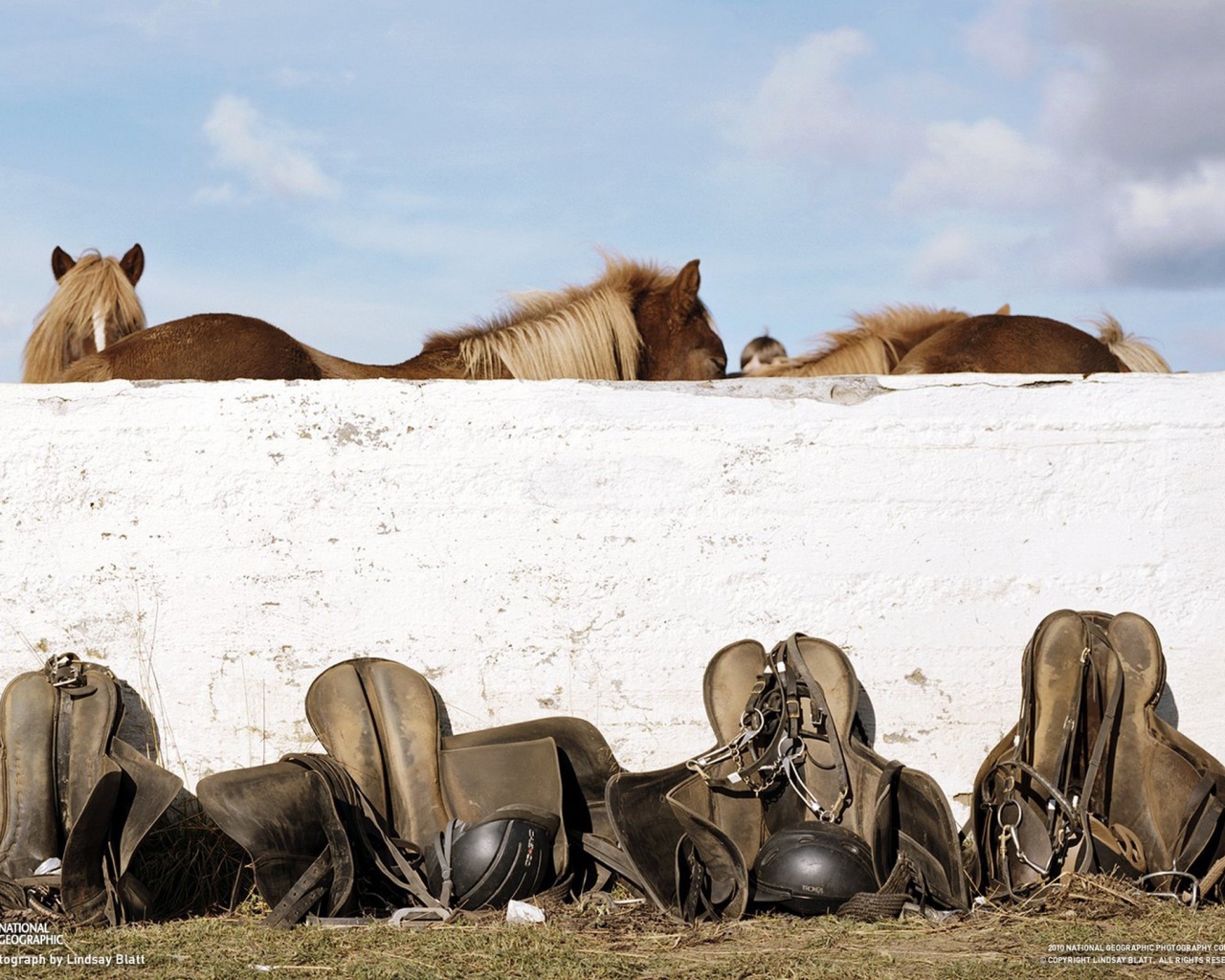 Лошади и седла