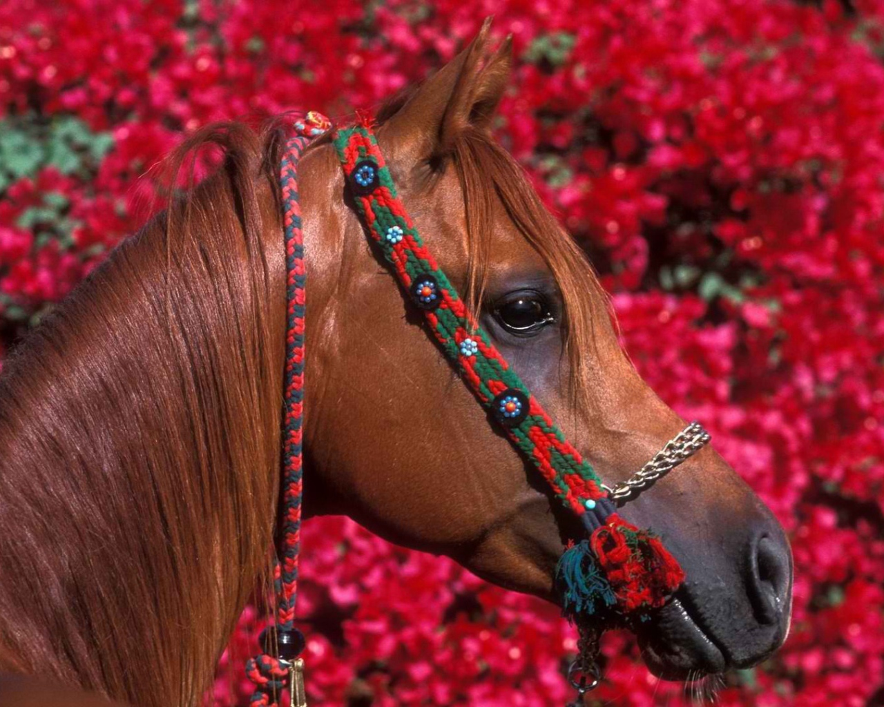 Голова лошади