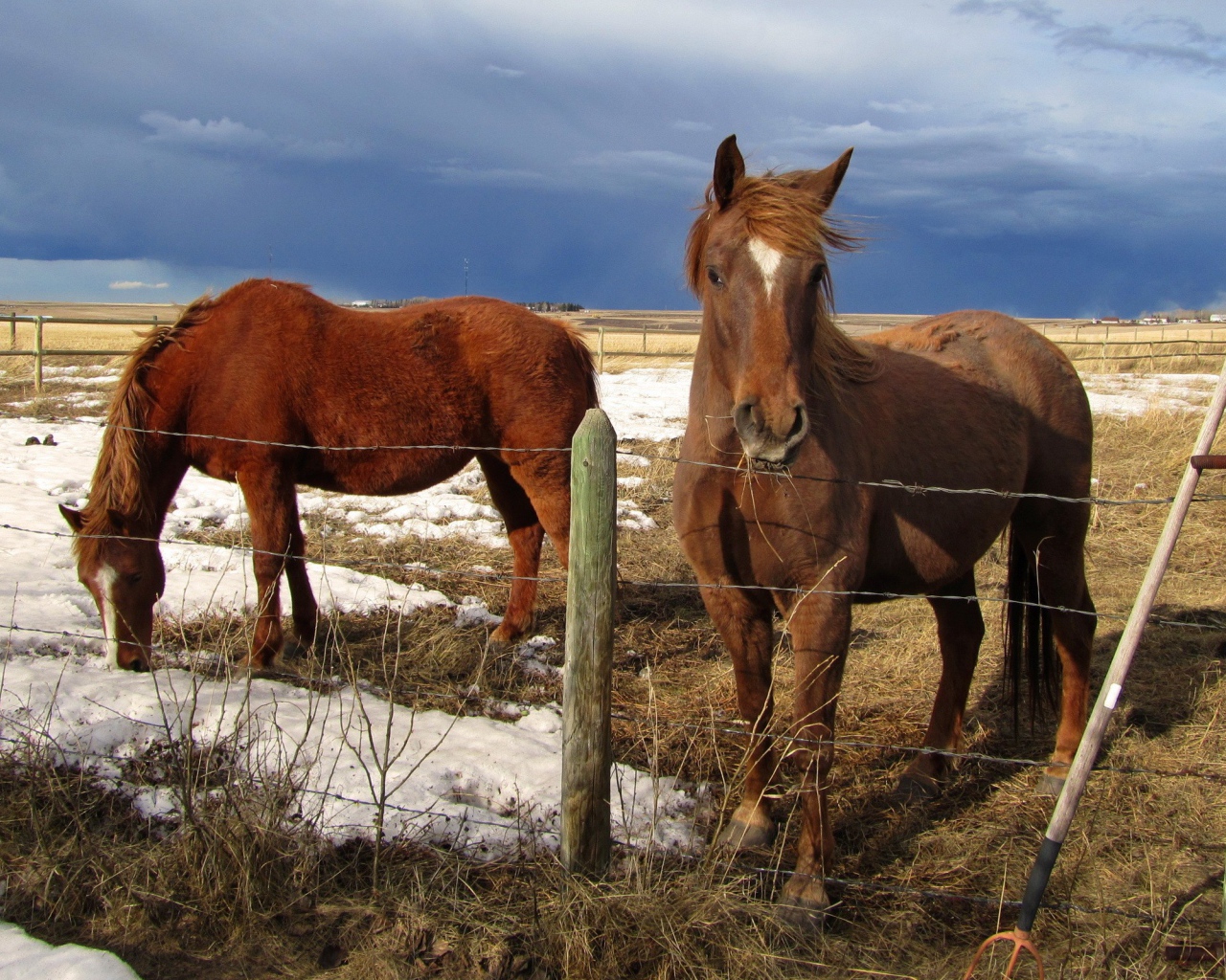 Лошади на весеннем пастбище
