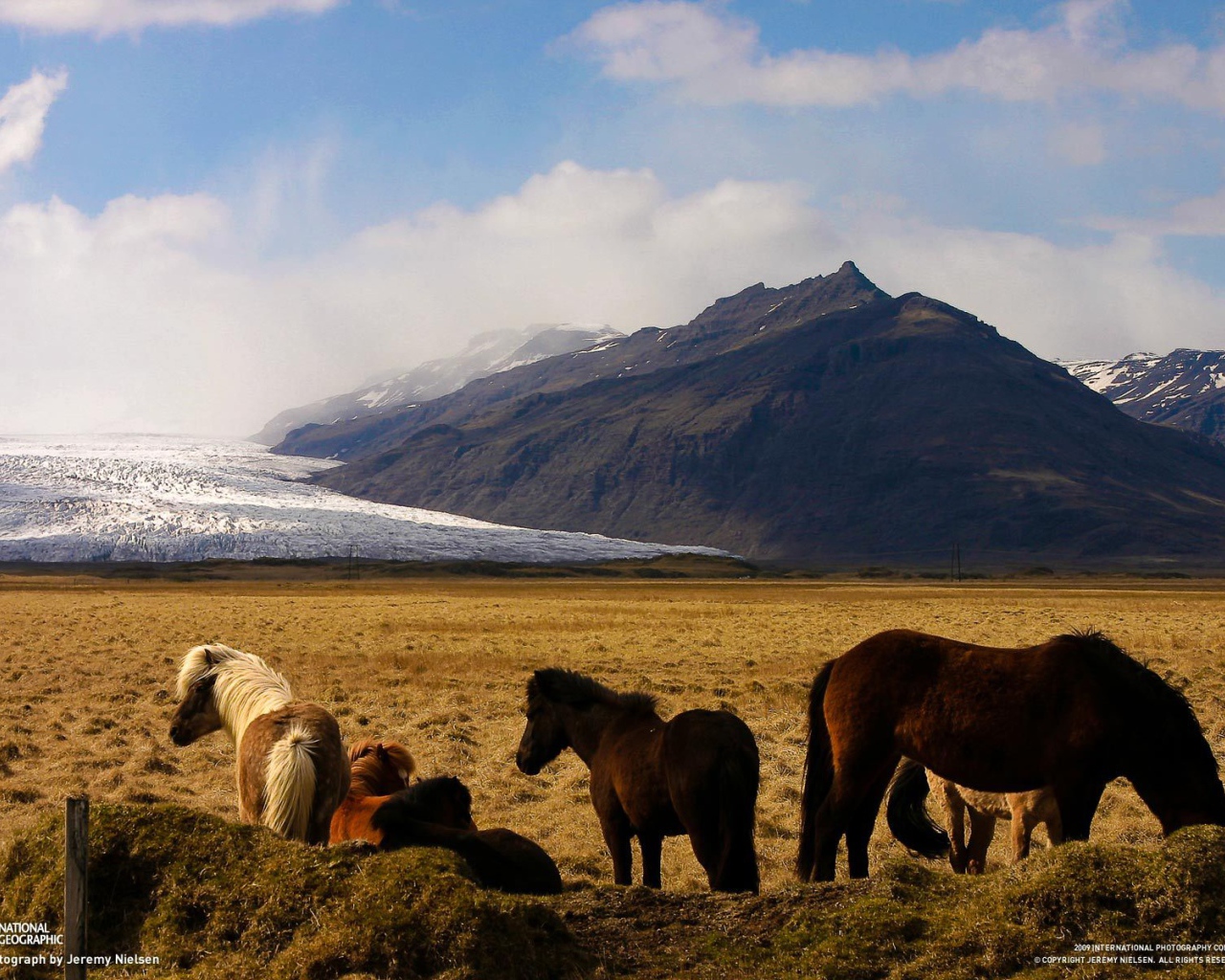 Лошади в горах